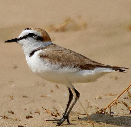 Cercansi volontari per pulire l’arenile e salvare il fratino