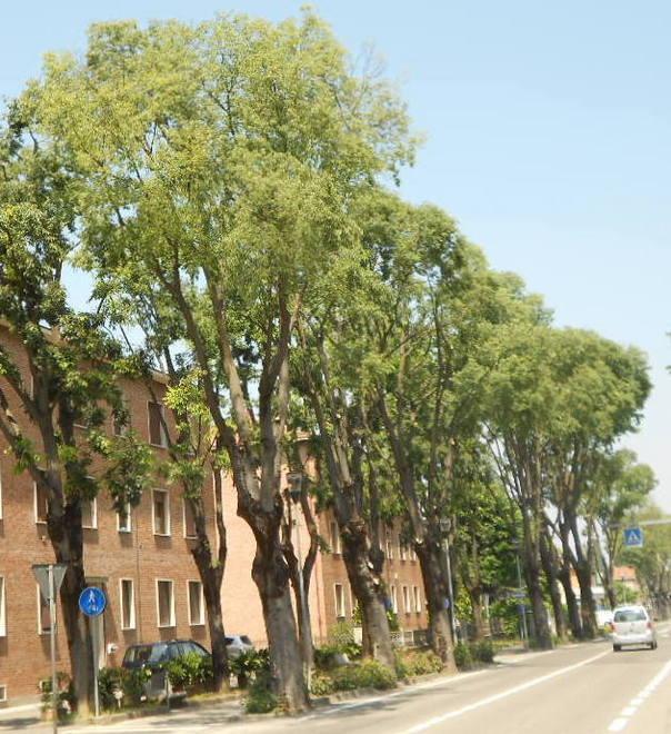«Se pianteremo nuovi alberi il viale vivrà un altro secolo» 