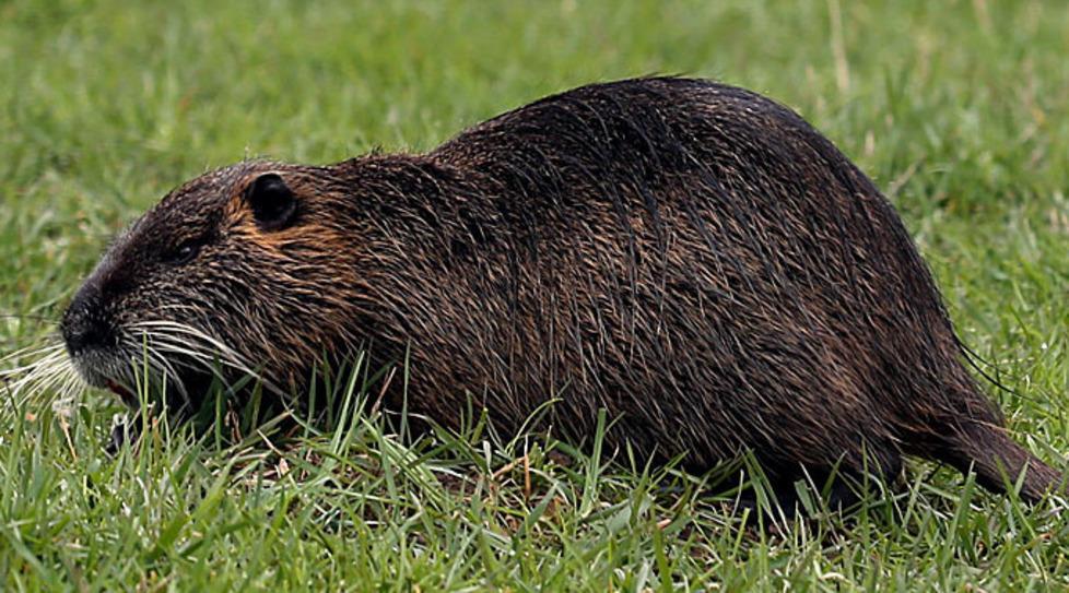 Controllo sulle nutrie C’è l’accordo tra i Comuni
