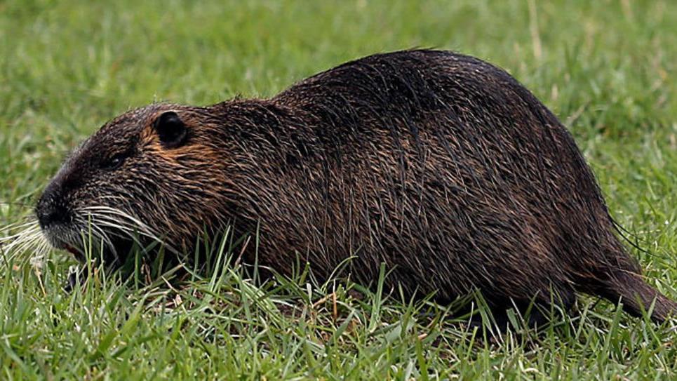Controllo sulle nutrie C’è l’accordo tra i Comuni