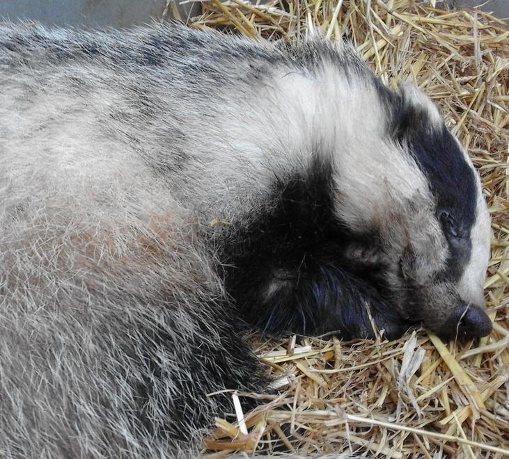 Quello splendido tasso a Strettara salvato da mamma e figlia