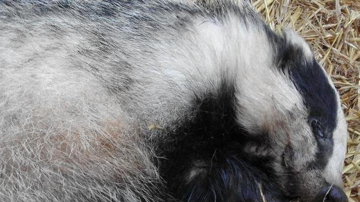 Quello splendido tasso a Strettara salvato da mamma e figlia