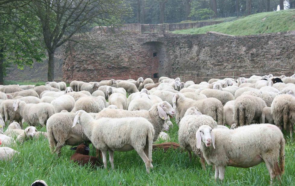 Nel sottomura erba ideale per le mie 800 pecore e niente zecche 