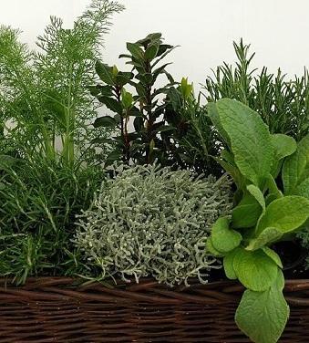 “Quel mazzolin d’aromi”: a Carpi composizioni con le piante aromatiche 
