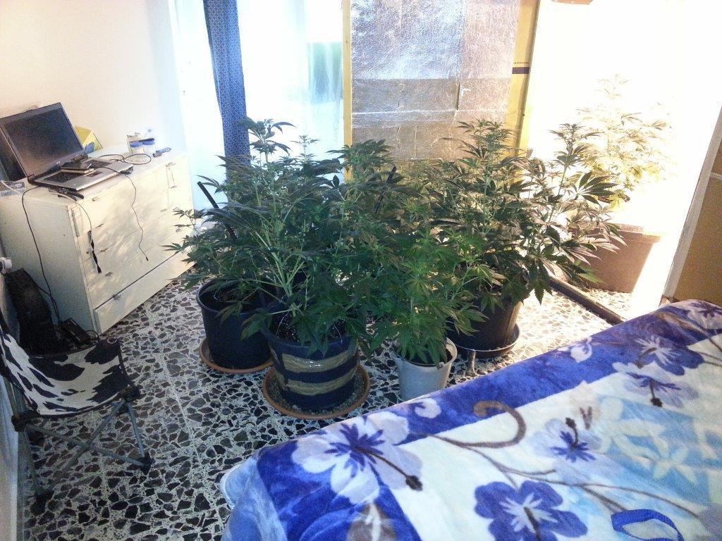 Le piante di marijuana nella camera da letto trasformata in serra