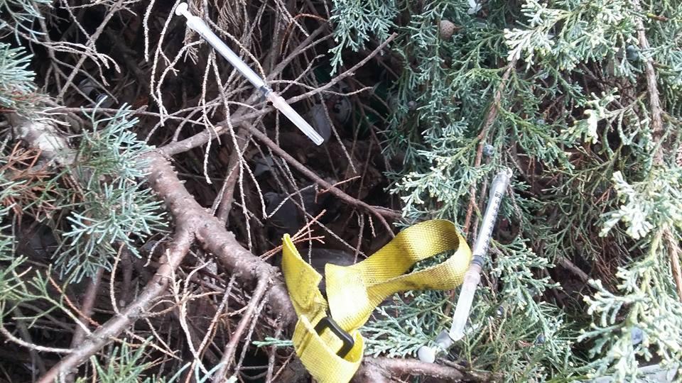Siringhe tra i cespugli