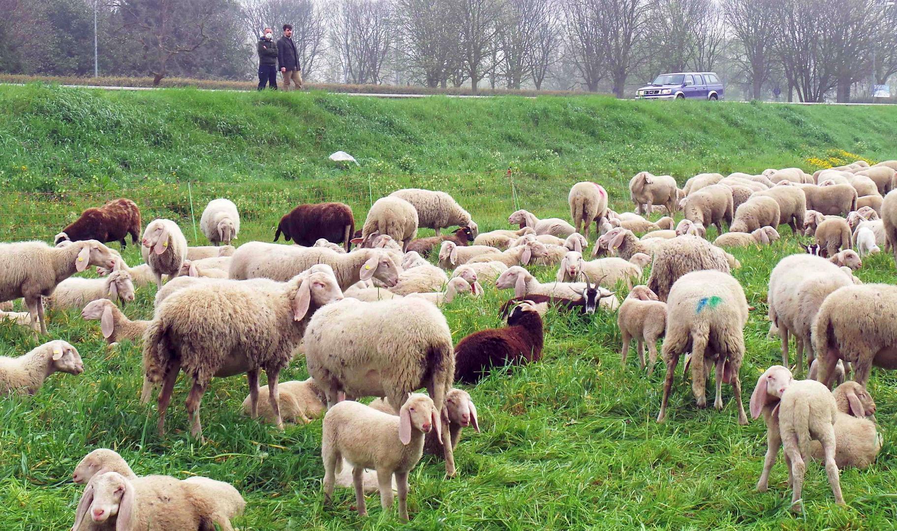Il gregge di pecore al pascolo