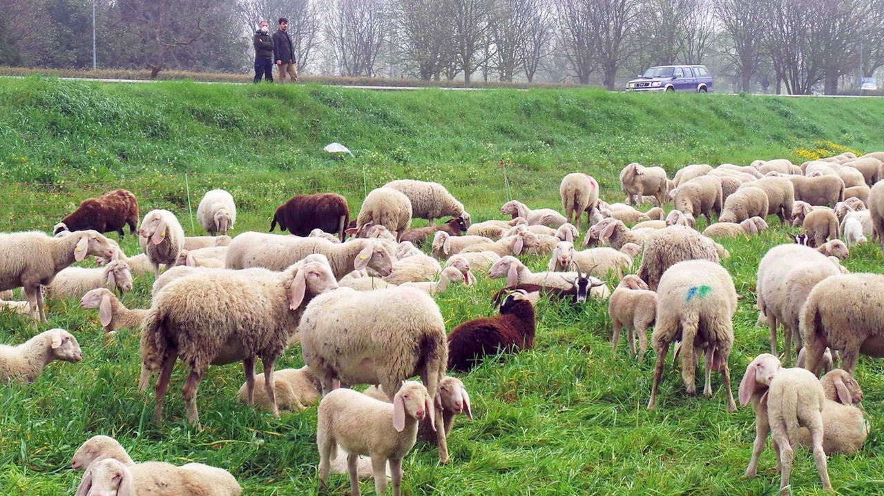 Il gregge di pecore al pascolo