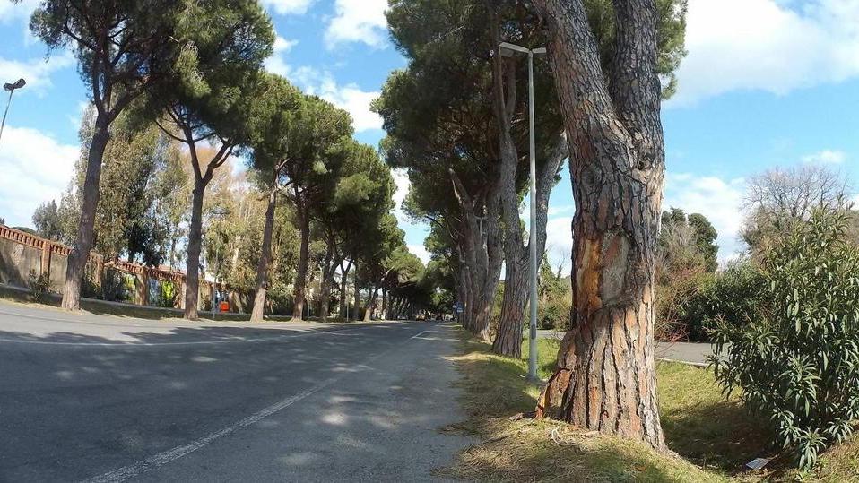 «Per togliere le pigne pericolose hanno danneggiato gli alberi»
