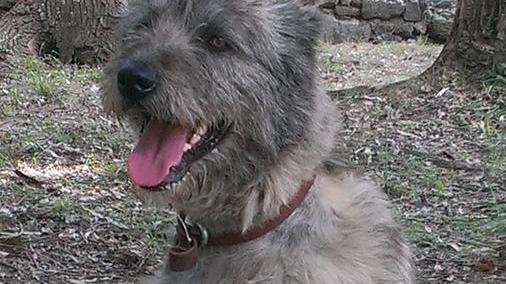 Animali in difficoltà, corso per affrontare le varie emergenze