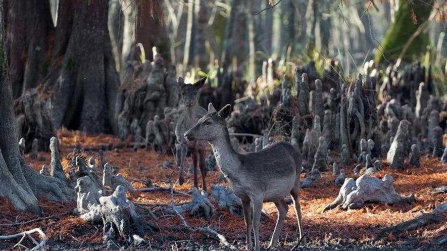Il parco “regala” il sigillo Unesco a 3 Comuni