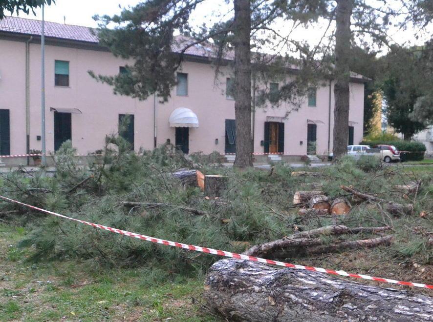 Subito un piano per proteggere la salute degli alberi 