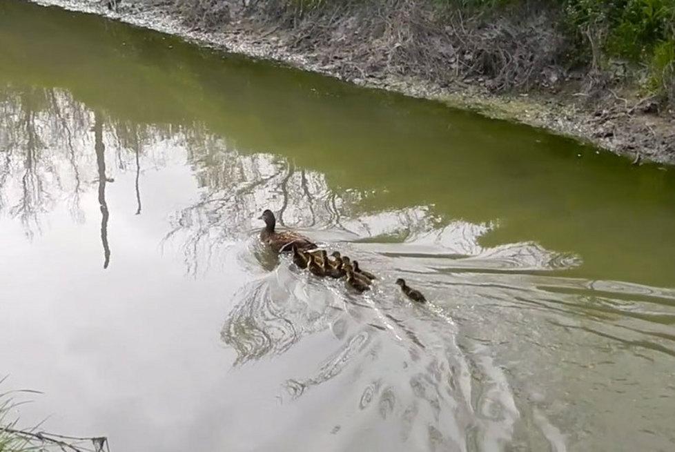 Rotatoria come nido per mamma anatra e i suoi 12 anatroccoli