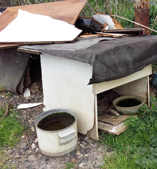 Una colonia felina vicino alla rotatoria 