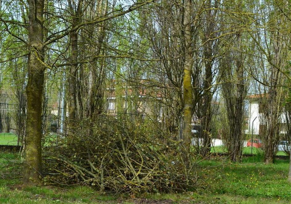 Nuova potatura nella zona di via Rosselli 