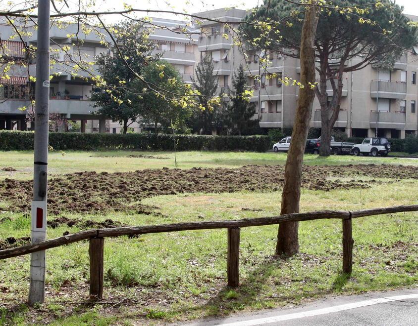 Allarme cinghiali in Pineta di Levante 