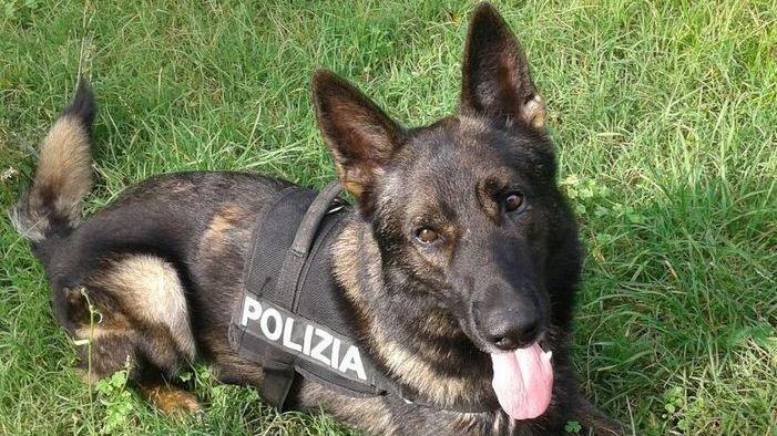 Controlli anti-droga il cane Amper scova 100 grammi di hashish