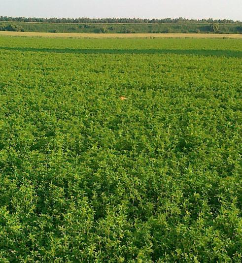 Erba medica, la Ue cambia le regole Agricoltori spiazzati 