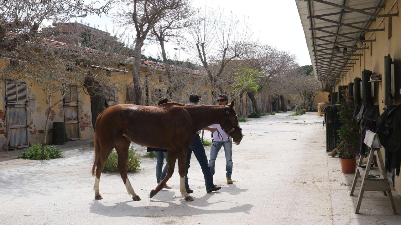 All'ippodromo Caprilli chiusa l'acqua solo agli irrigatori, nessun rischio per i cavalli