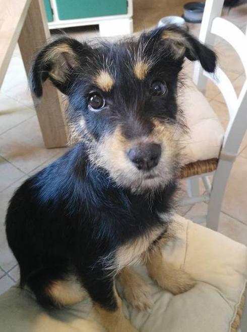 SOS ANIMALI