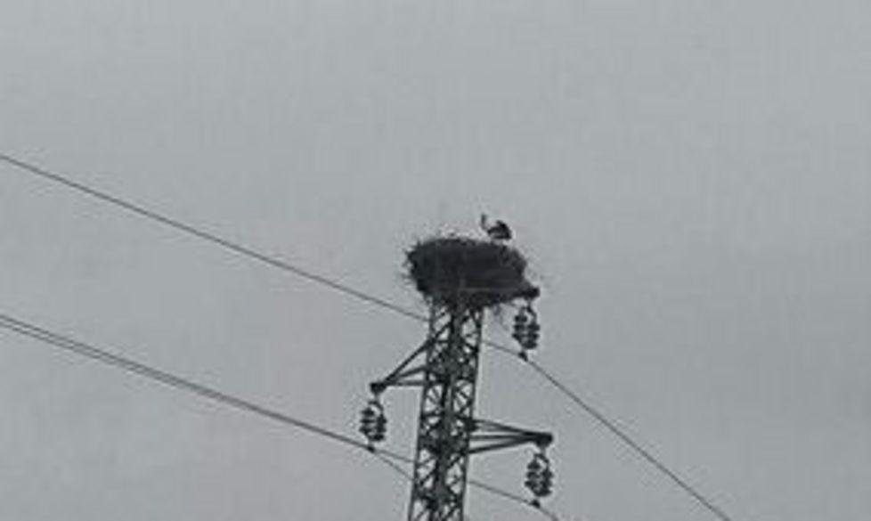 Una cicogna fa il nido su un traliccio 
