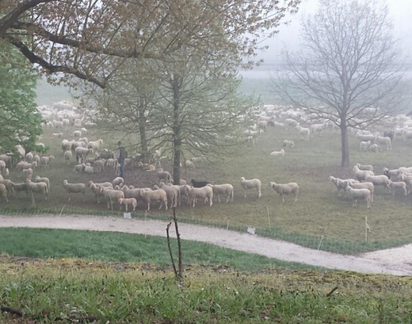 È scattata in città la “pecoramania”