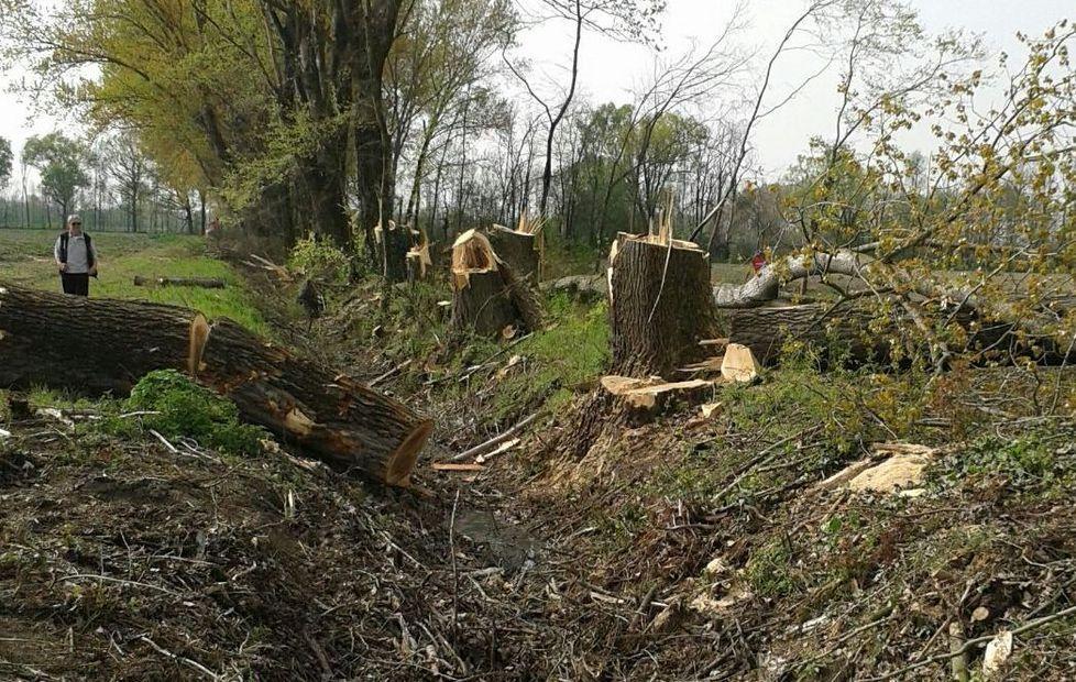 Tranciate abusivamente le antiche siepi di Novi 