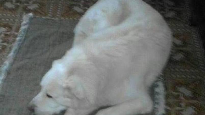 «Il suo padrone è morto e ora Danko non mangia più»