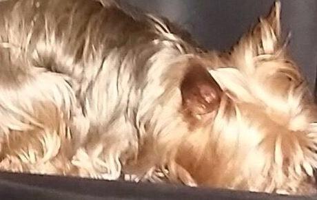 Cane abbandonato perché cieco, è salvo 