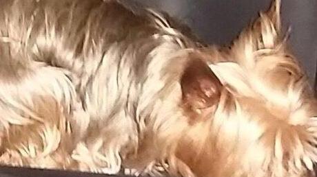 Cane abbandonato perché cieco, è salvo
