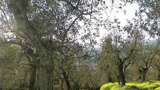 La coltivazione degli olivi adesso sceglie il biologico