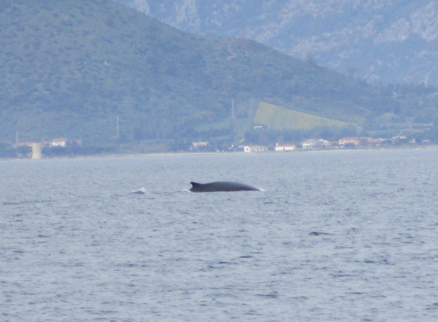 La balena al largo di Posada (foto Secci)