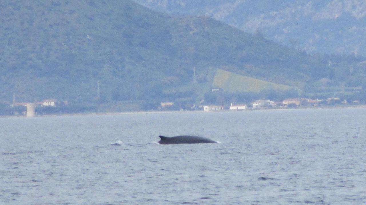La balena al largo di Posada (foto Secci)