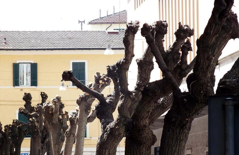 Potatura drastica mentre già c’erano le prime foglie 