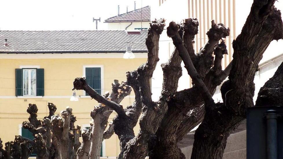 Potatura drastica mentre già c’erano le prime foglie