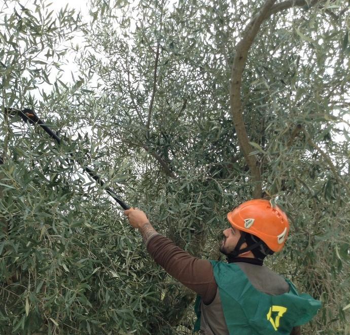 Oggi selezione potatori a Bancali 