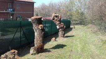 Esposto per taglio di alberi nel parco