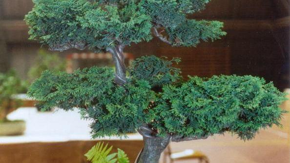 Alla Millenaria una mostra di bonsai