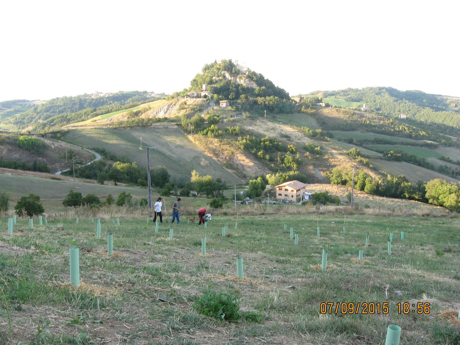 Nasce un bosco al posto dell’ecomostro