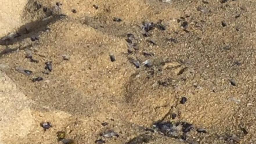 Le velelle invadono la spiaggia
