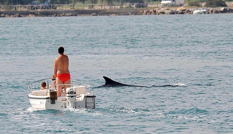 “Vele e delfini sulla stessa rotta: il Santuario Pelagos”