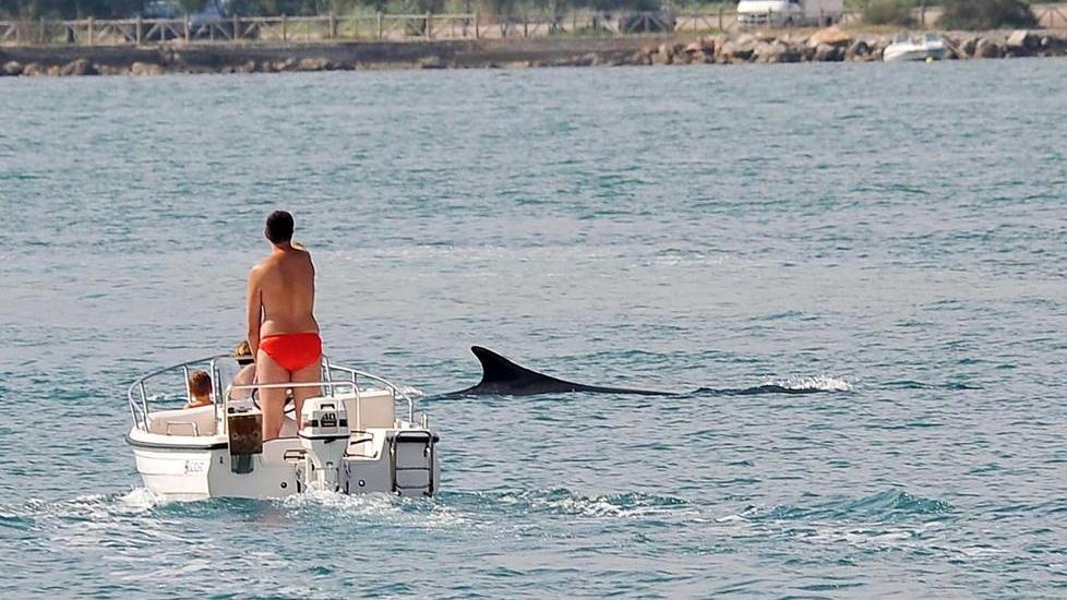 “Vele e delfini sulla stessa rotta: il Santuario Pelagos”