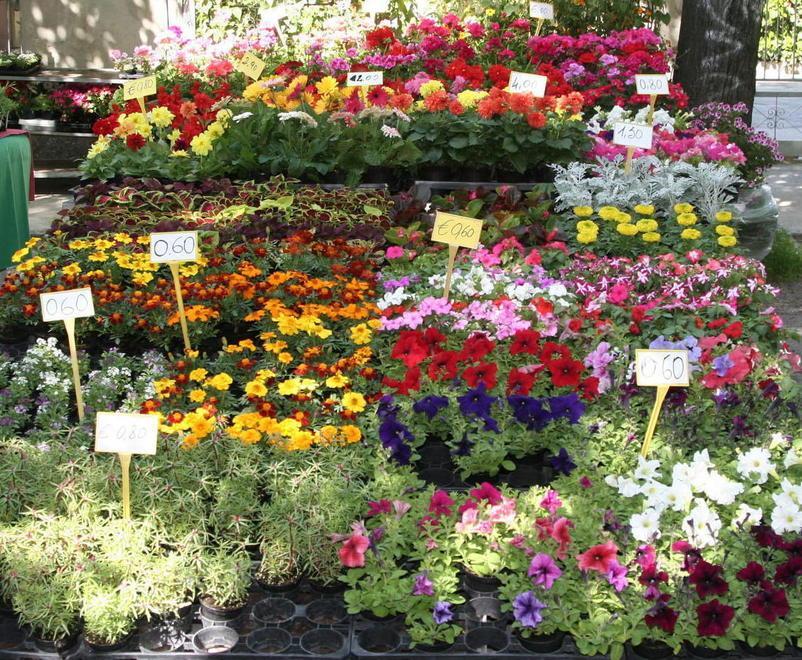 Fiori, piante e Scarpasòt 