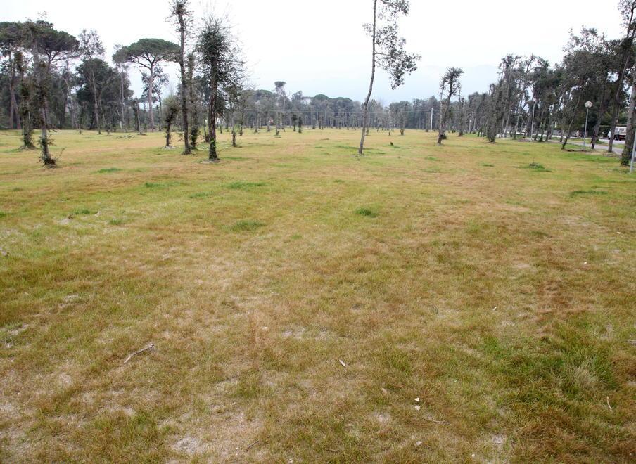 Il prato della Versiliana da verde è diventato giallo 