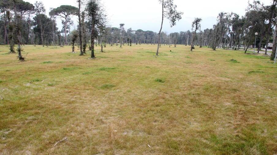 Il prato della Versiliana da verde è diventato giallo