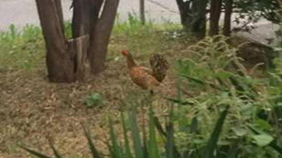 Una gallina a spasso per Pontedera
