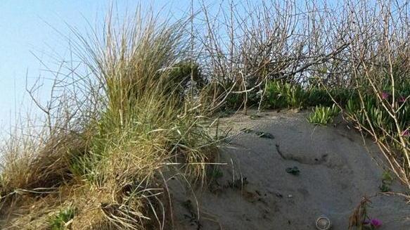Oasi dunale del Wwf come una discarica È allarme ambientale