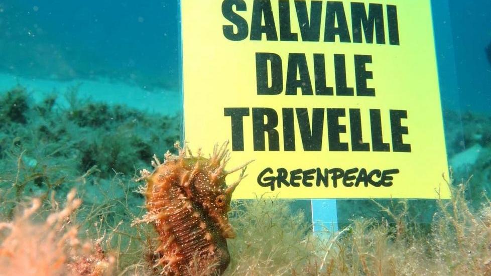 Greenpeace sceglie il cavalluccio