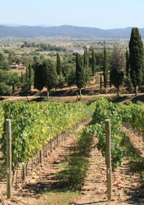 Al Vinitaly di Verona numerose aziende dalla Val di Cornia 