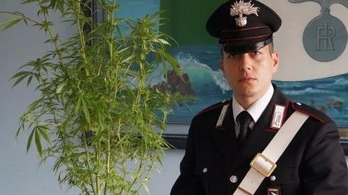 Piante e marijuana in casa Finisce nei guai un 45enne